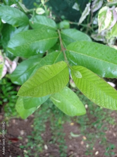 Wallpaper Mural A small field of grass growing green in the cold of the mountains. A lush little green garden, widely grown with local Ayurvedic medicinal plants. A small field of green looking beautiful plants Torontodigital.ca