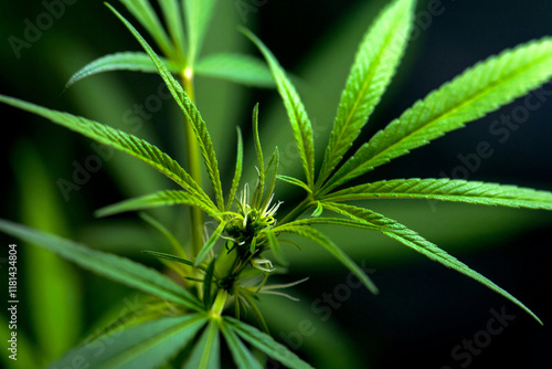 Close up photo of Cannabis Plant. Thc.