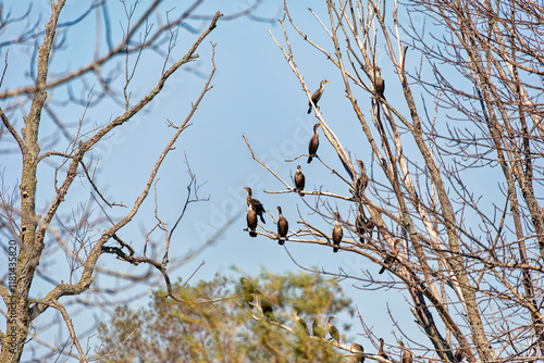 Two-crested cormorant (Nannopterum auritum). Natural scene from Wisconsin photo