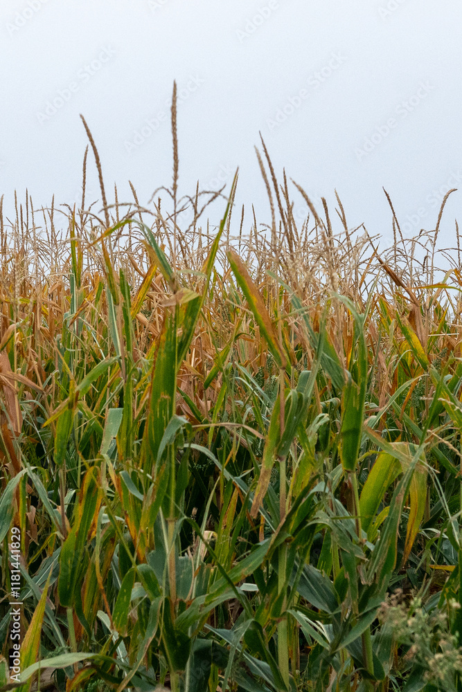 Wheat fields along the Camino de Santiago