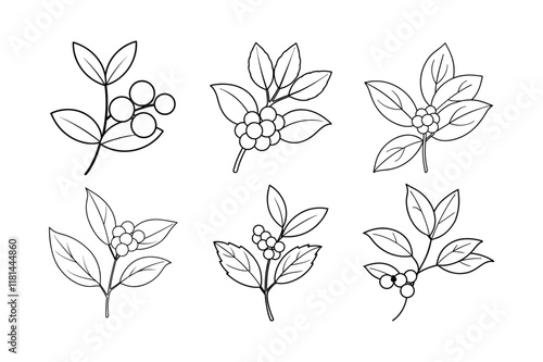 Bayberry (Myrica cerifera) spice line art vector illustration photo