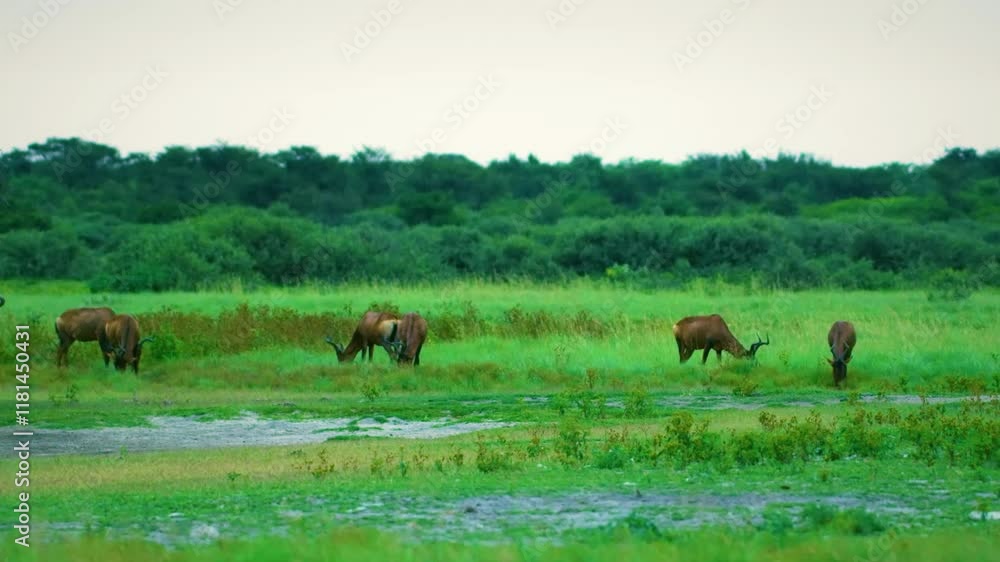 Red (Cape) hartebeest (Alcelaphus buselaphus caama) grazing in Savanah of Botswana South Africa. Red (Cape) hartebeest (Alcelaphus buselaphus caama) grazing in Savanah of Botswana South Africa.