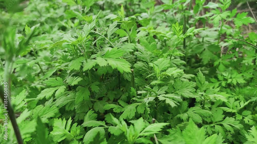 Discovering the significance of mugwort plants during Qingming Festival celebrations in beautiful landscapes Discovering the significance of mugwort plants during Qingming Festival celebrations in beautiful landscapes