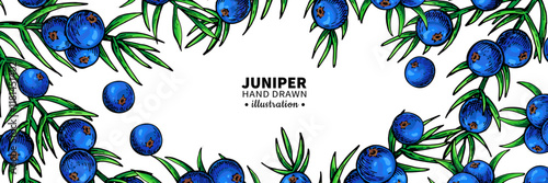Juniper vector drawing frame. Isolated vintage template of berry on branch. 