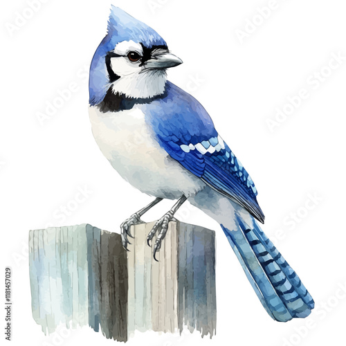 A watercolor illustration of a blue jay collecting twigs, isolated on a white background. Blue jay vector.
