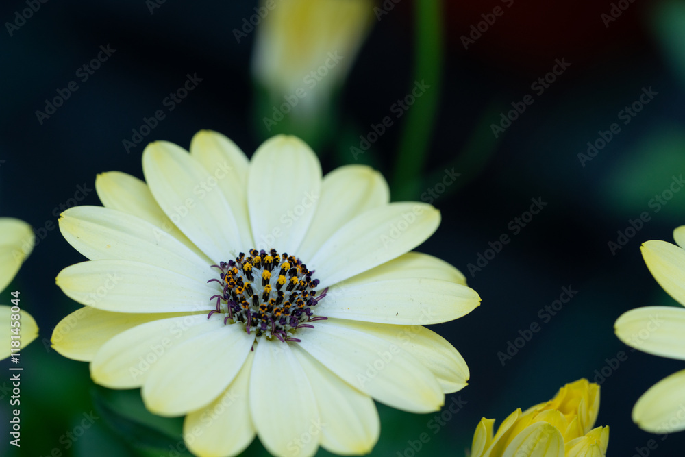 Obraz premium flower with dew