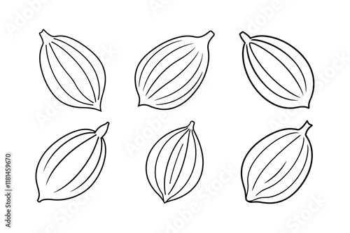 Cardamom (Elettaria cardamomum) spice line art vector illustration