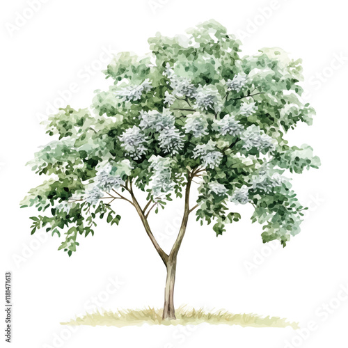 A watercolor painting of a black locust tree, isolated on a white background. Black locust tree vector.
