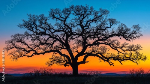Sunset silhouette of a solitary tree against a vibrant sky at dusk in an open...