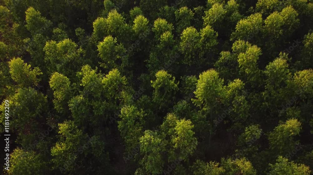 Aerial view of a lush green forest with a beautiful sunrise with warm orange light shining in the morning. Aerial view of a lush green forest with a beautiful sunrise with warm orange light shining in the morning.