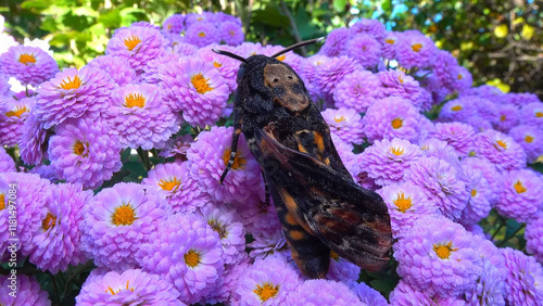 Foto African death's-head hawkmoth Acherontia atropos - large rare hawk moth with poo
