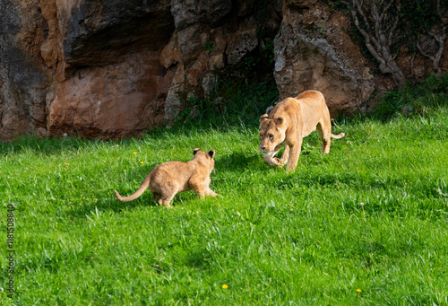 Lioness playing with her cub in the green meadow on a sunny day