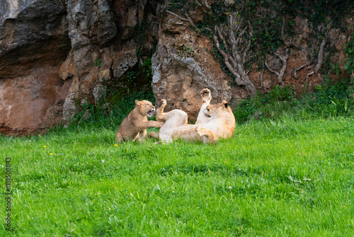 Lioness playing with her cub in the green meadow on a sunny day