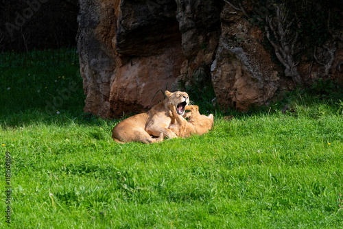 Lioness playing with her cub in the green meadow on a sunny day