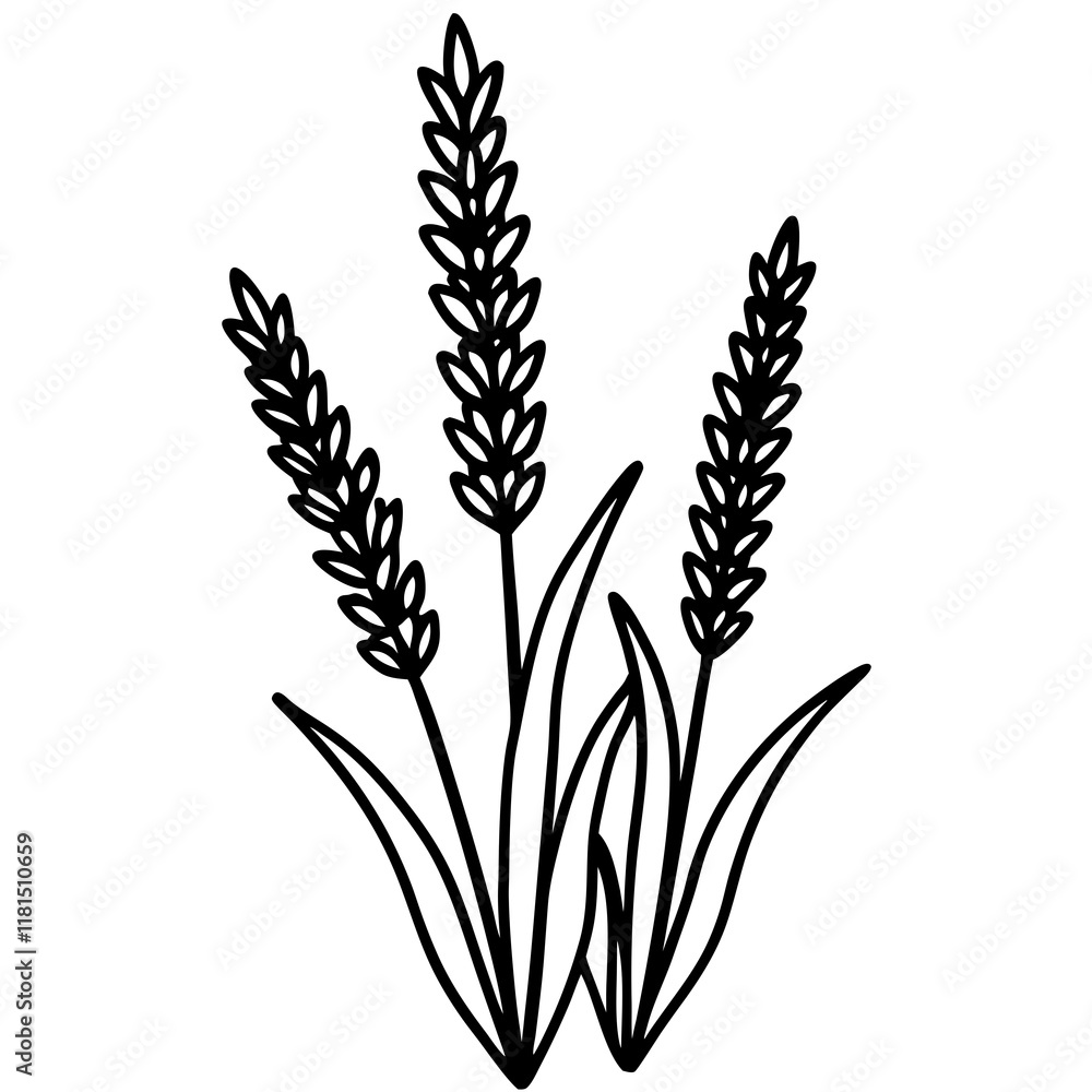 Lavender Lush line art art vector Lavender Lush line art art vector
