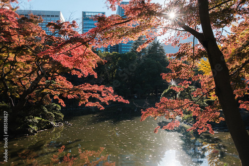 太陽に照らされる紅葉 photo