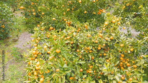 Korea, Jeju Island, Travel, Drone, Tangerine, Fruit, Sacred, Yellow, Green, Tangerine Picking Experience photo