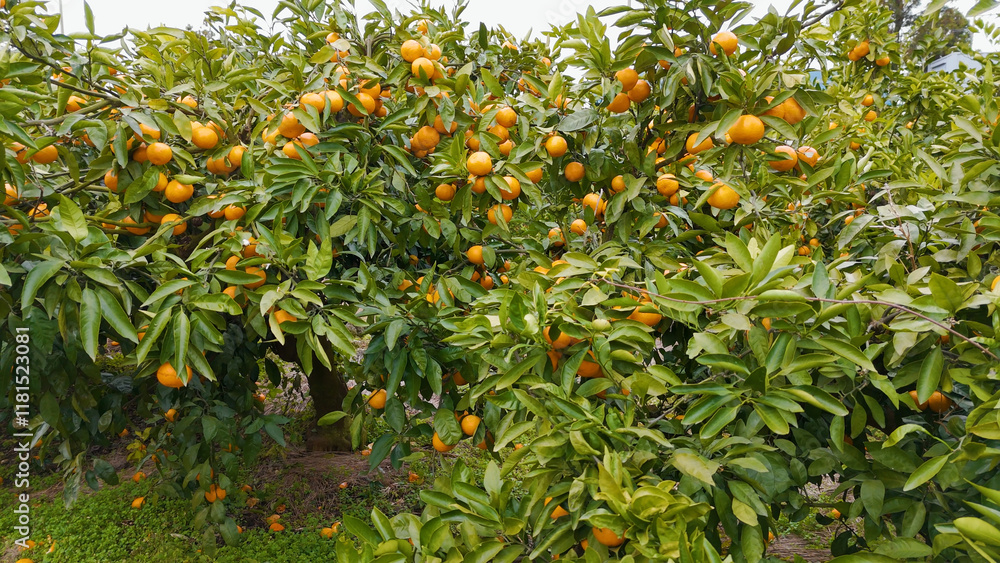 Korea, Jeju Island, Travel, Drone, Tangerine, Fruit, Sacred, Yellow, Green, Tangerine Picking Experience Korea, Jeju Island, Travel, Drone, Tangerine, Fruit, Sacred, Yellow, Green, Tangerine Picking Experience