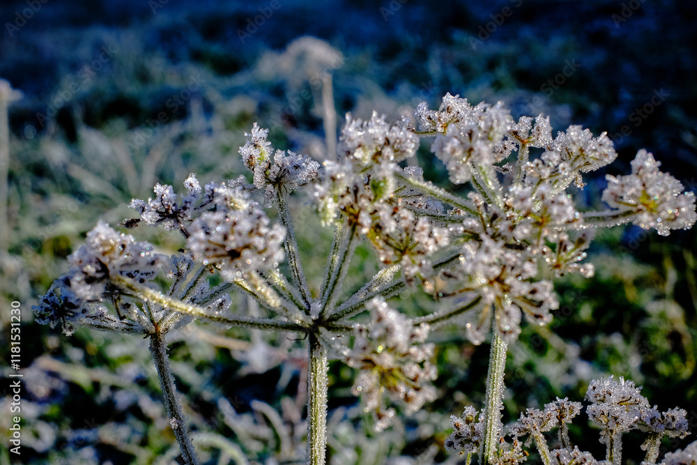 Beautiful ice crystals on the flower of an umbellifer. Beautiful ice crystals on the flower of an umbellifer.