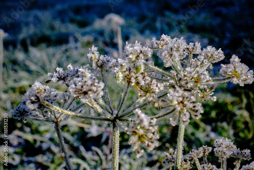 Beautiful ice crystals on the flower of an umbellifer.