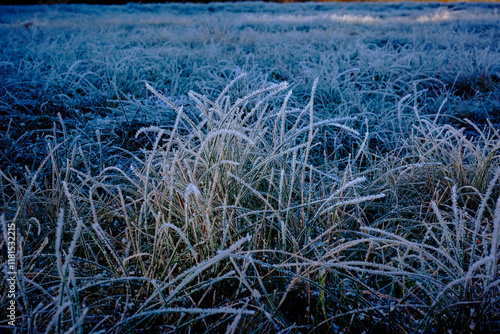 Beautiful tiny ice crystals in the shape of needles and trumpets on the leaves of the grass in the lawn.