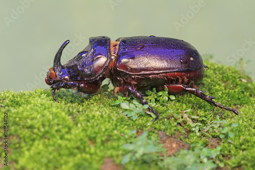 A Rhinoceros beetles looking for prey on mossy ground. This insect has the scientific name Oryctes rhinoceros. photo