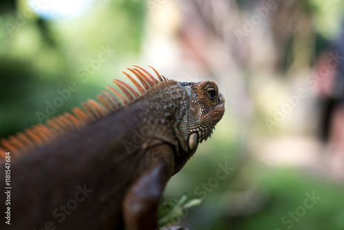 A brown iguana with vibrant orange spines along its back, seen in profile against a soft green and blurred background. photo