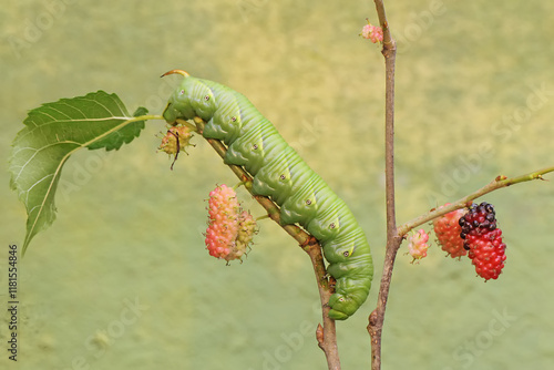 A tobacco hornworm is eating ripe mulberry fruit on the tree. This bright green caterpillar has the scientific name Manduca secta. photo