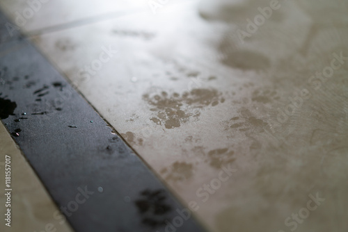cat paw prints on the damp floor