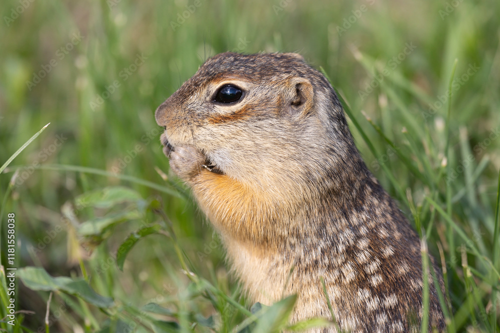 Speckled ground squirrel animal close up Speckled ground squirrel animal close up