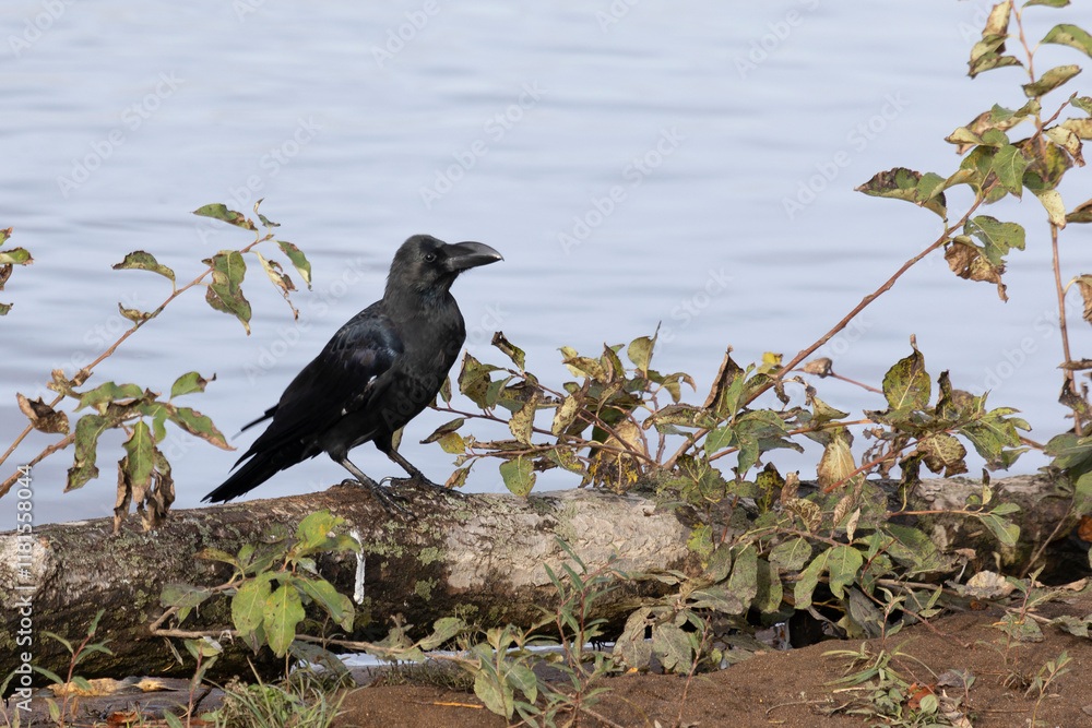 Fototapeta premium Black Large-billed crow walks along the river bank, South Kuriles