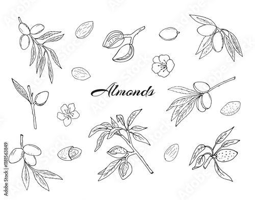 Almond. Beautiful set with hand-drawn almond branches flowers, nuts, and kernels. Prunus amygdalus.