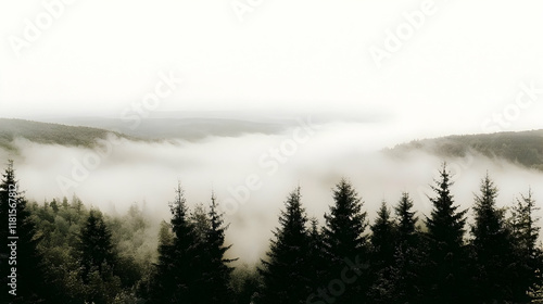 Fog Rolls Over Evergreen Tr...