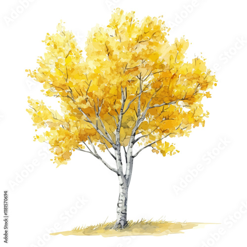 A watercolor drawing of an aspen tree, isolated on a white background. Aspen tree vector.
