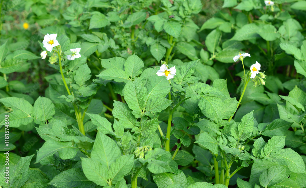 a blooming potato on the agricultural field close up a blooming potato on the agricultural field close up