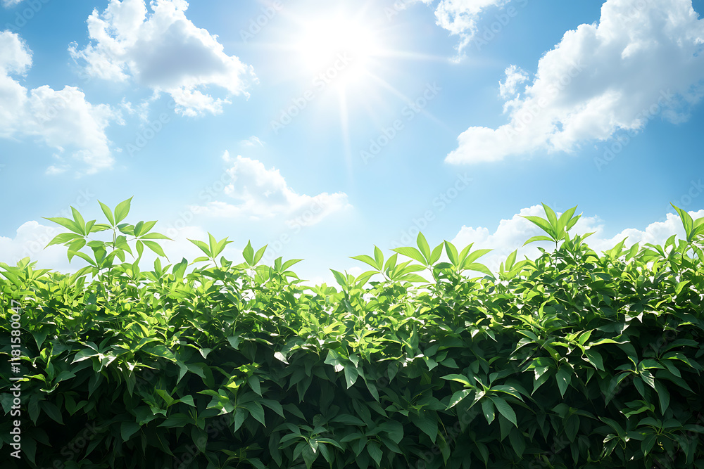 A detailed view of the cultivation of the hop plant, featuring lush green hop bines climbing trellises under the bright sky, symbolizing agriculture, brewing, and sustainable farming practices. A detailed view of the cultivation of the hop plant, featuring lush green hop bines climbing trellises under the bright sky, symbolizing agriculture, brewing, and sustainable farming practices.