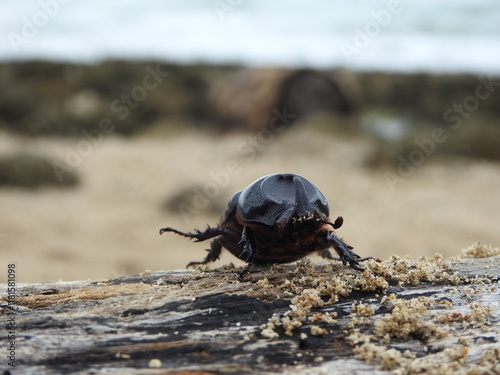 Close-up macro shot of a rhinoceros beetle crawling on a weathered piece of driftwood, with the ocean blurred in the background photo