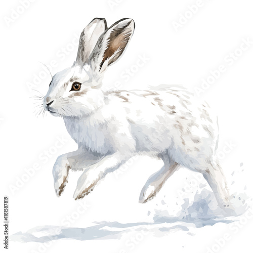 A watercolor painting of an arctic hare bounding through snow, isolated on a white background. Arctic hare vector.
