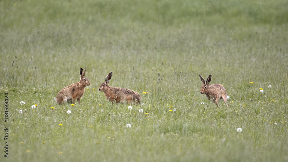 Obraz premium Three European Hare (Lepus Europaeus)