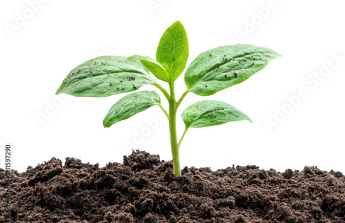 Wallpaper Mural Young green plant growing in soil, fresh sprout with leaves, symbol of nature, ecology, and growth, isolated on transparent background Torontodigital.ca