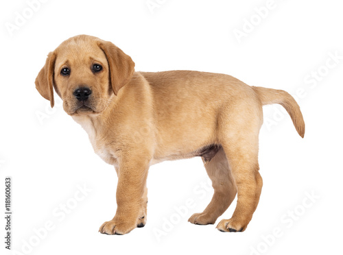 Cute 7 weeks old Labrador dog puppy, standing side ways. Looking towards camera. Isolated cutout on a transparent background. photo