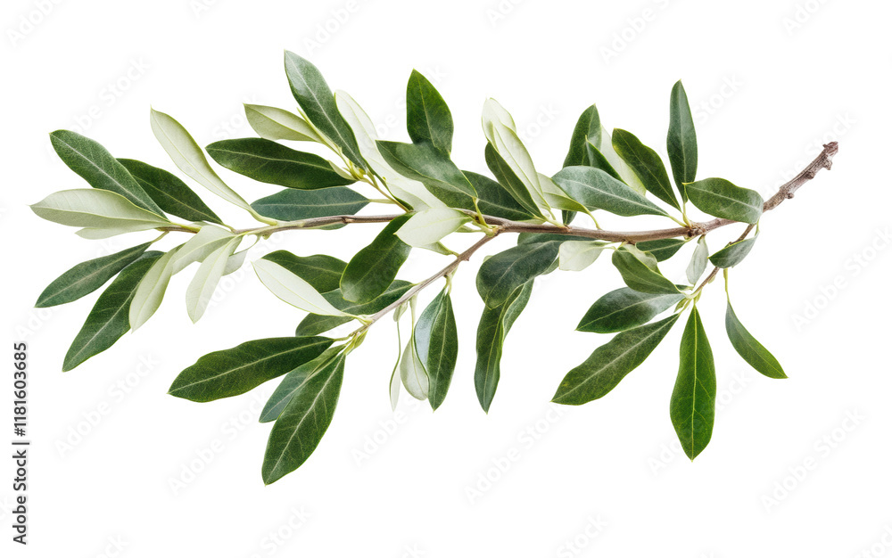 Realistic olive branch with green and grey tones, botanical art design, natural foliage element, Mediterranean concept isolated on transparent background Realistic olive branch with green and grey tones, botanical art design, natural foliage element, Mediterranean concept isolated on transparent background