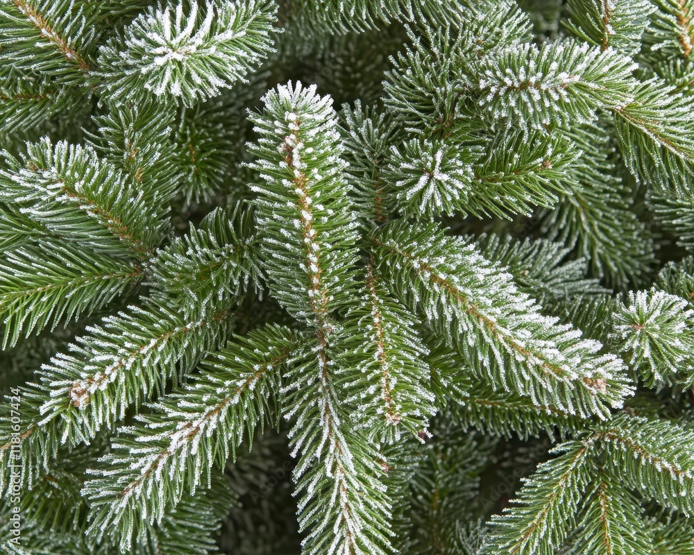 Close-up of Frost-Covered Spruce Tree Branches with Needle Detail Close-up of Frost-Covered Spruce Tree Branches with Needle Detail