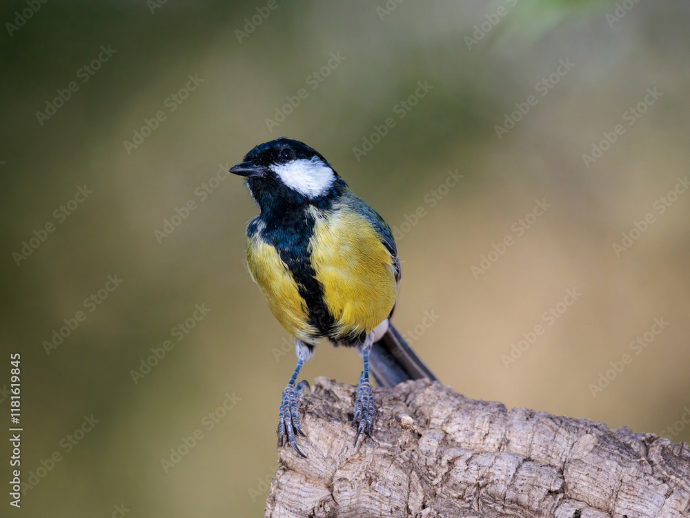 Fototapeta premium Great tit (Parus major).