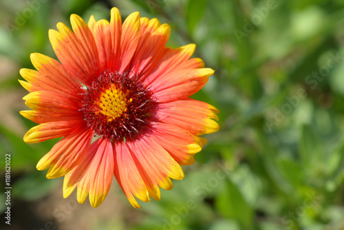 Great blanket flower photo