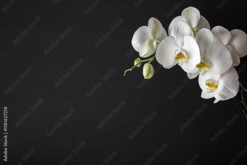 Obraz premium Branch of fresh white orchid flowers on dark black background. Closeup. Condolence card. Empty place for emotional, sentimental text, quote or sayings. Front view.