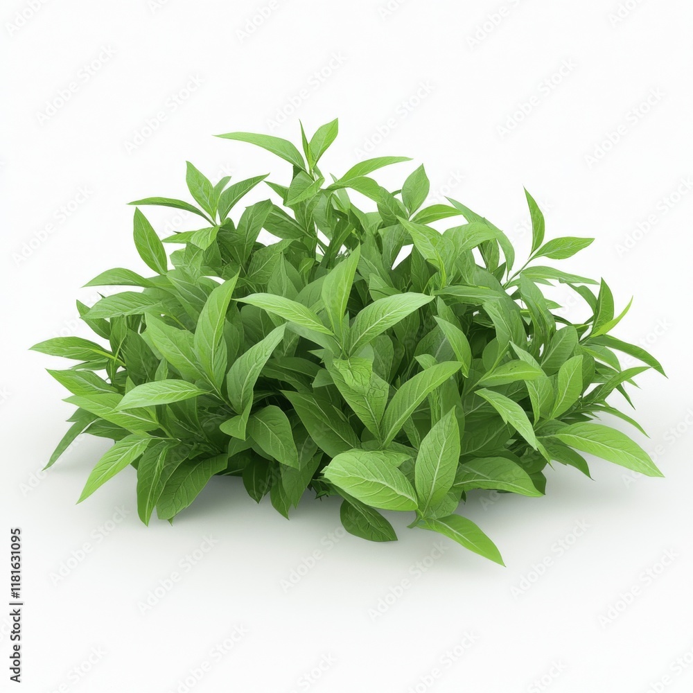 Fototapeta premium Green Leafy Plant Cluster on White Background for Nature and Gardening Concepts