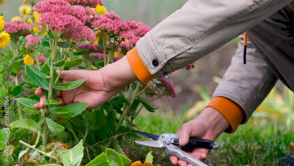 Obraz premium Men's hands cutting plants in their personal garden in autumn to prepare for the winter season