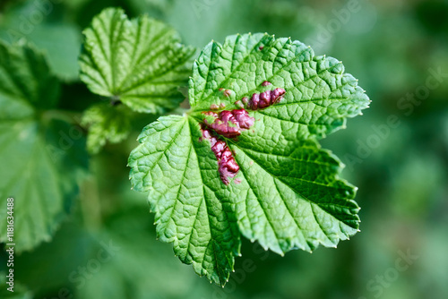 Red currant aphid or Cryptomyzus ribis produces raised and vaulted leaf galls on the leaves of redcurrant Ribes rubrum. The galls are broadly open on the underside where the aphids live. photo