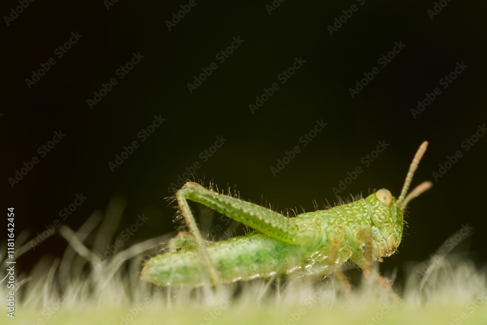 Close Up of Tiny Green Grasshopper on Stem Close Up of Tiny Green Grasshopper on Stem